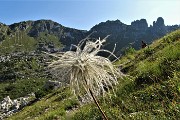03 Pulsatilla alpina in fruttescenza con vista a sx sulla Corna Grande (versante W)